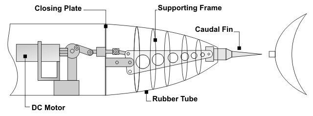 The basic structure of a robotic fish. Source: Zhao C, et al. Design and control of biomimetic robotic fish FAC-I. Published in Kato, N., Kamimura, S. (2008). Bio-Mechanisms of Swimming and Flying: Fluid Dynamics, Biomimetic Robots, and Sport Science. Japan: Springer Science and Business Media.