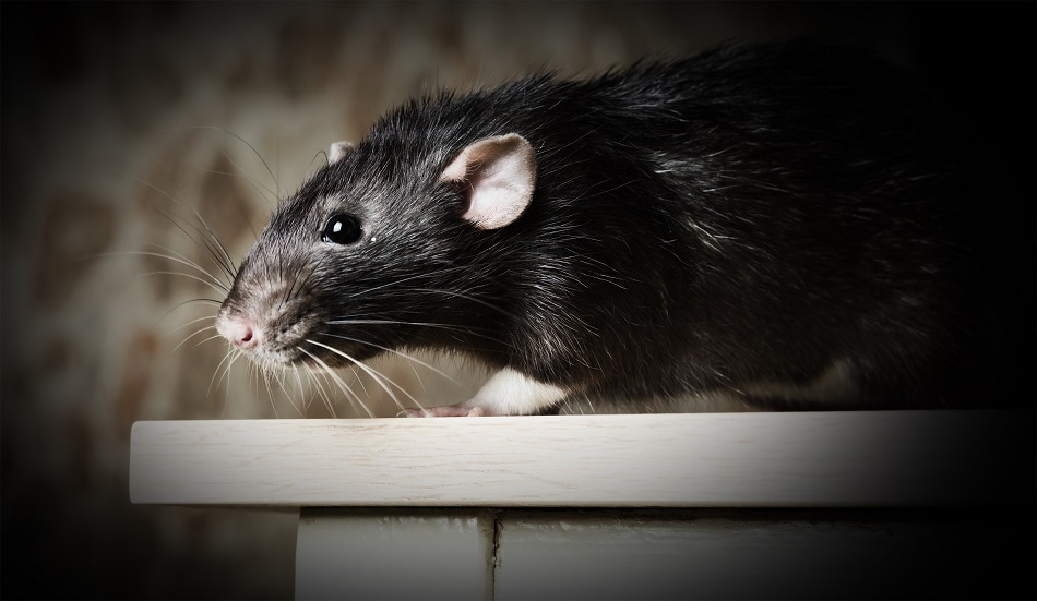Rat using biomimetic whiskers in dark