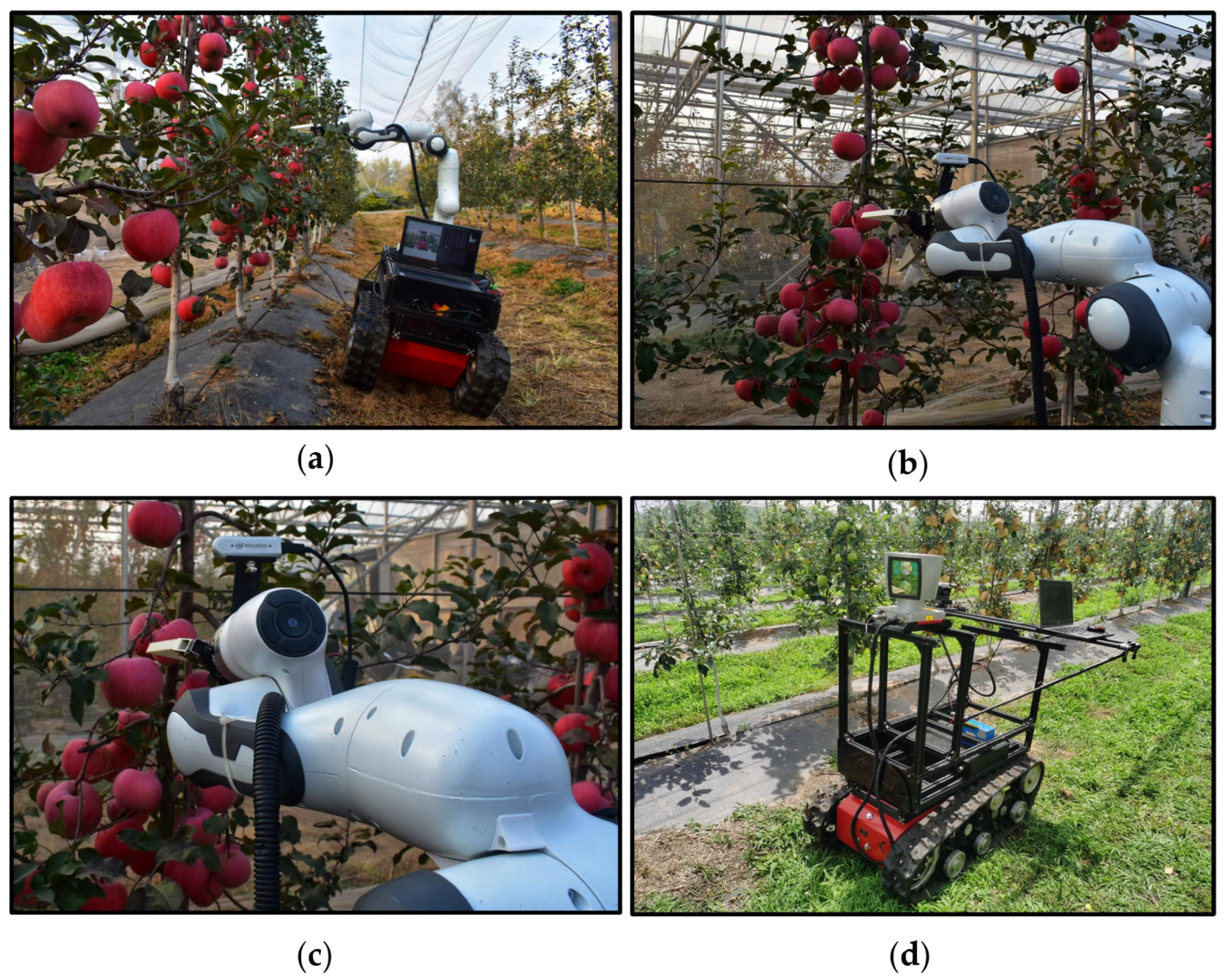Hardware platform of the robotic system in the orchard experiments. (a–c) are the hardware platform of the robotic system; (d) is the verification platform with a Realsense D435i and a 64-line LiDAR to acquire the true values of fruits.