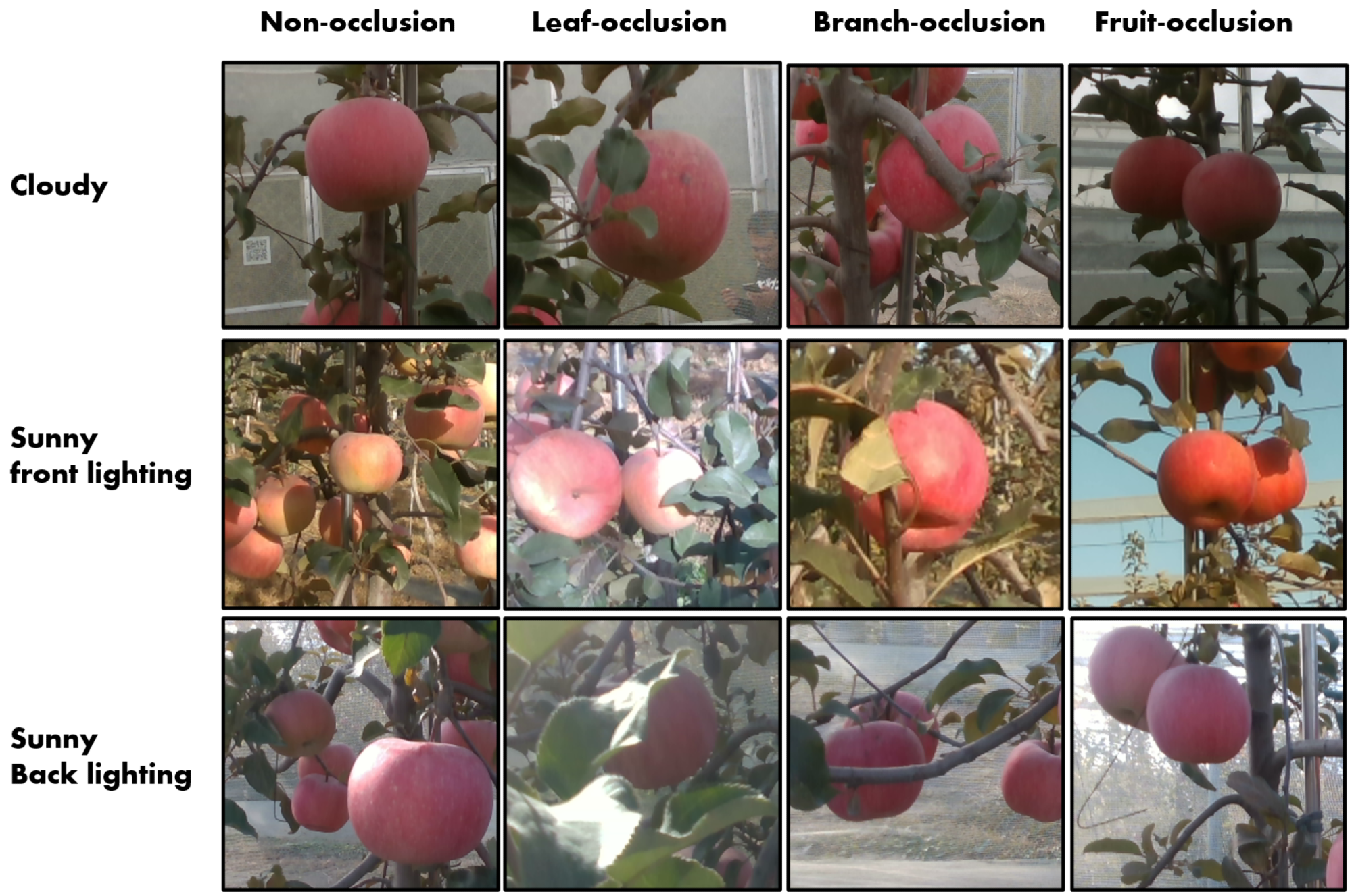 The apple fruits under different illuminations and occlusions