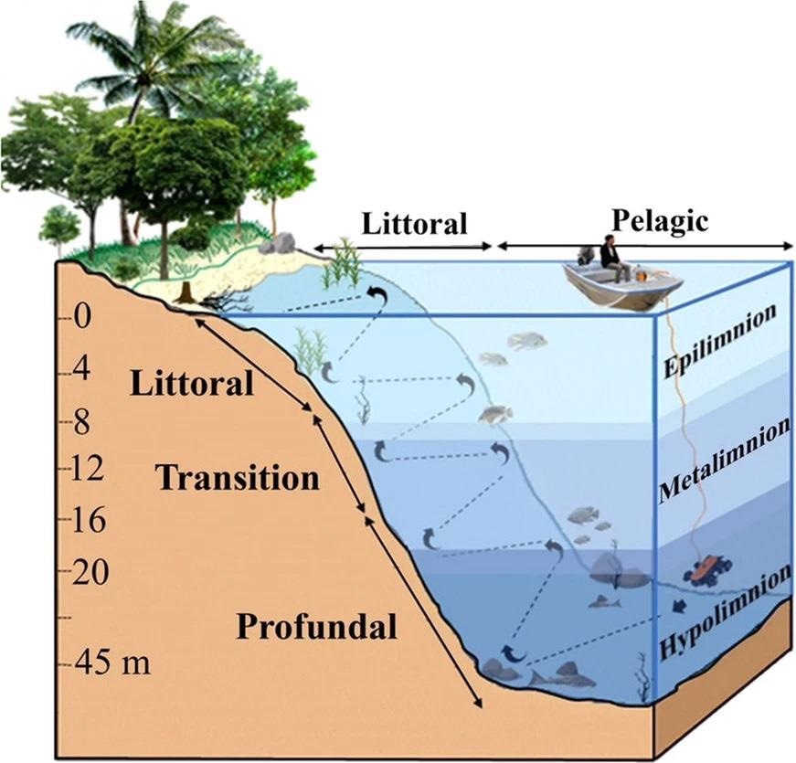 Schematic model showing the dimensions and limits (in meters) of the zones along the steep slopes (littoral, transition and profundal), physicochemical water stratification column (eplimnion, metalimnion and hypolimnion) of the Lajes Reservoir during the summer.