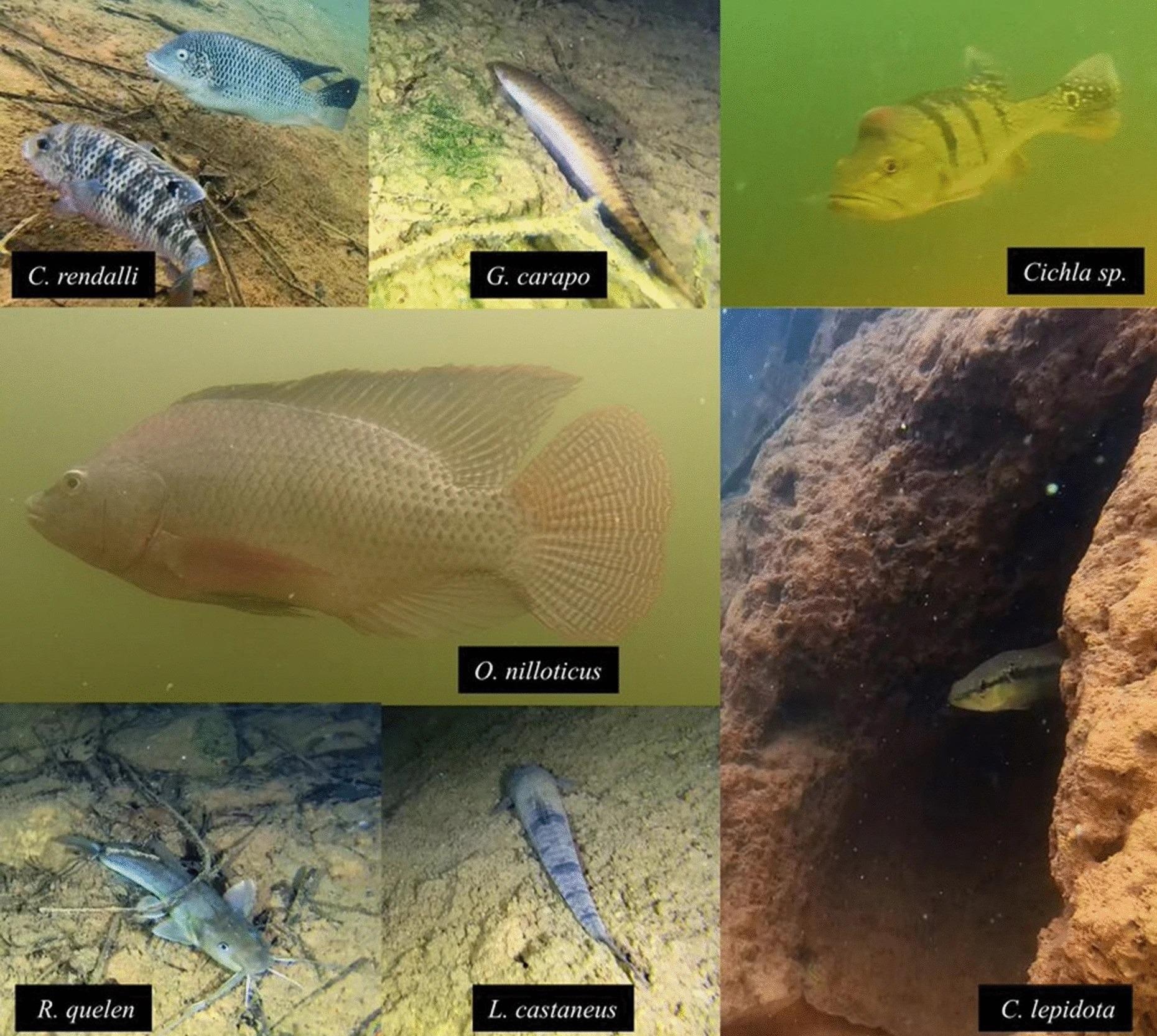 Photographic records of different species of fish produced by the underwater drones in the Lajes Reservoir, Rio de Janeiro State, Brazil.