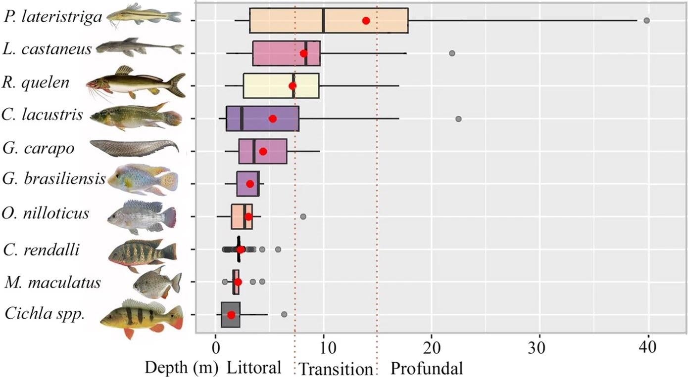 Boxplots of fish occurrence in different vertical zones (m) along the steep slopes of the Lajes Reservoir. Red circles indicate the mean depth of the occurrences. Only species with relative abundance?>?3% of the total number of fish were plotted.