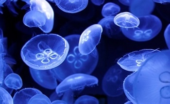 Robotic Swarm Pulverizes Jellyfish Traffic in the Ocean