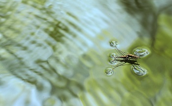 Design of Surface-Tension-Driven Robots Inspired by Water Striders
