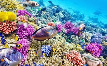 Monitoring the Effects of Climate Change with Reef Robots
