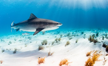 Shark Migration Monitored with Underwater Robots