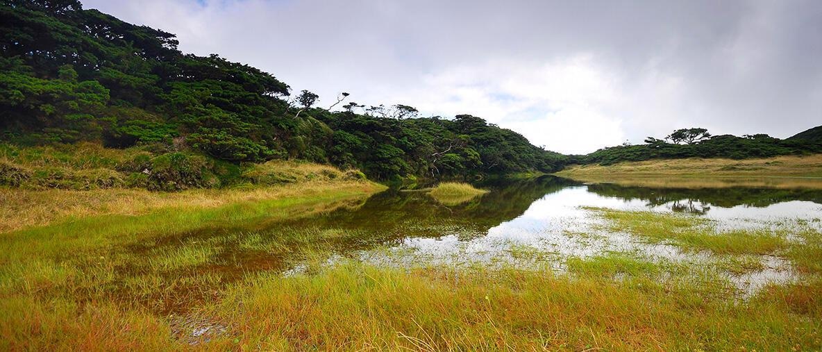 Native forest at Santa Barbara, Terceira, where many Azorean endemic species survive.