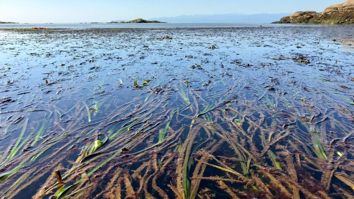 New AI Technique to Analyze Eelgrass Wasting Disease.