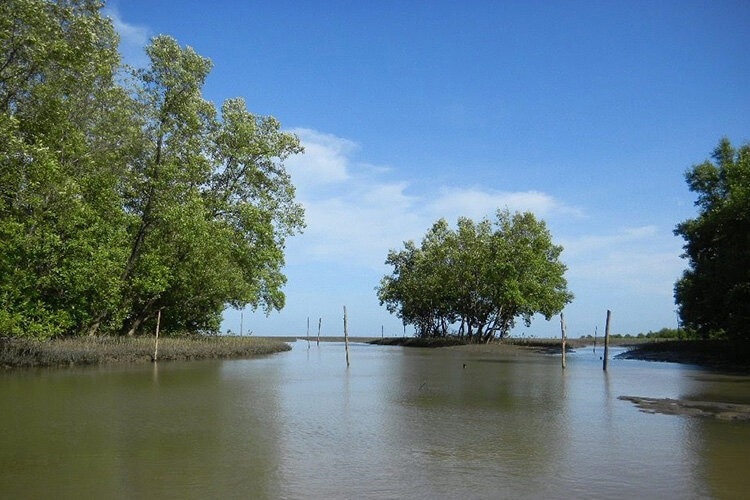 Study Shows Carbon Storage in Mangroves Can Be Tracked Using Remote Sensing.