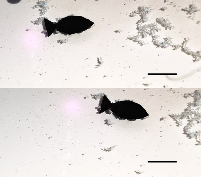 Study Shows How Robotic Fish May Swim and Collect Microplastics When Light Hits.