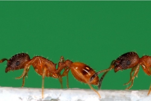 Robot Assists in Demonstrating How Ants Transmit Information.