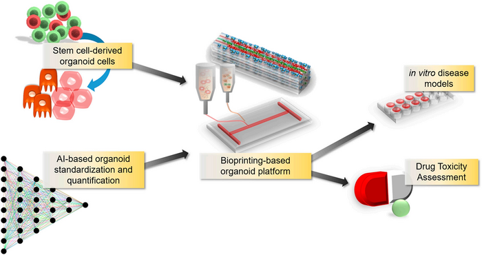 Artificial Intelligence to Perform Real-Time Diagnostics of Organoids