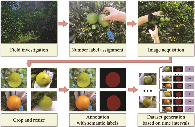 Revolutionizing Citrus Fruit Harvest Management with Machine Learning