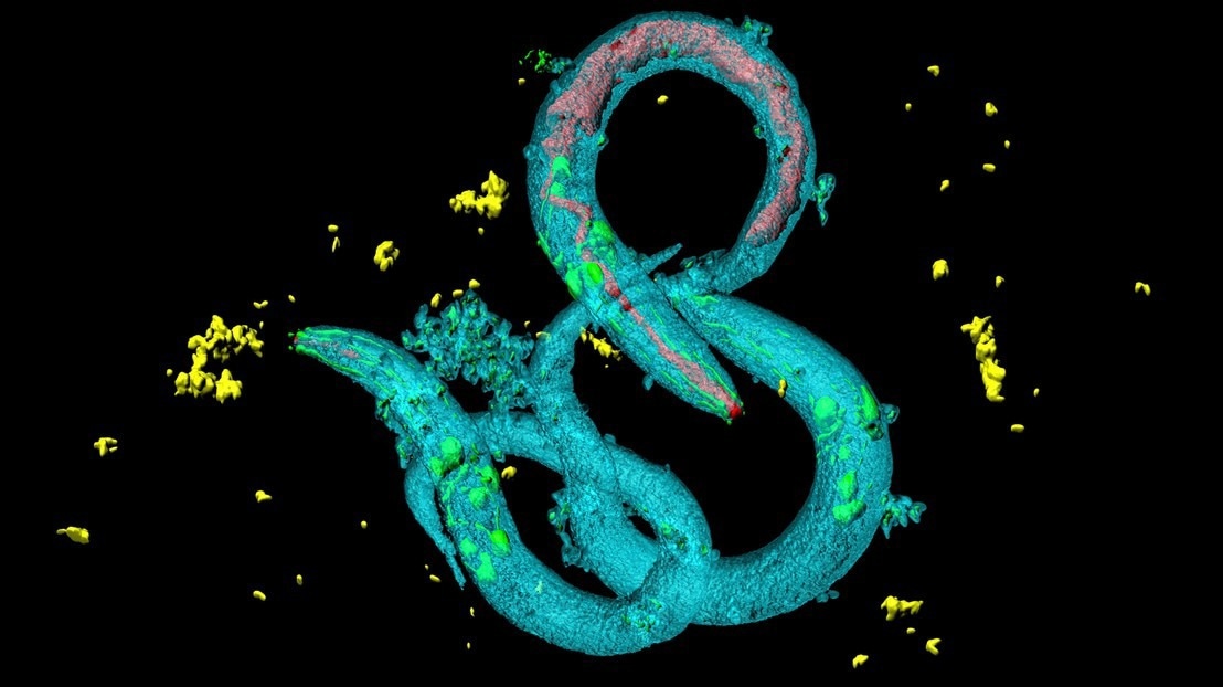 Un nuevo método de IA revela un comportamiento complejo en las neuronas de los gusanos