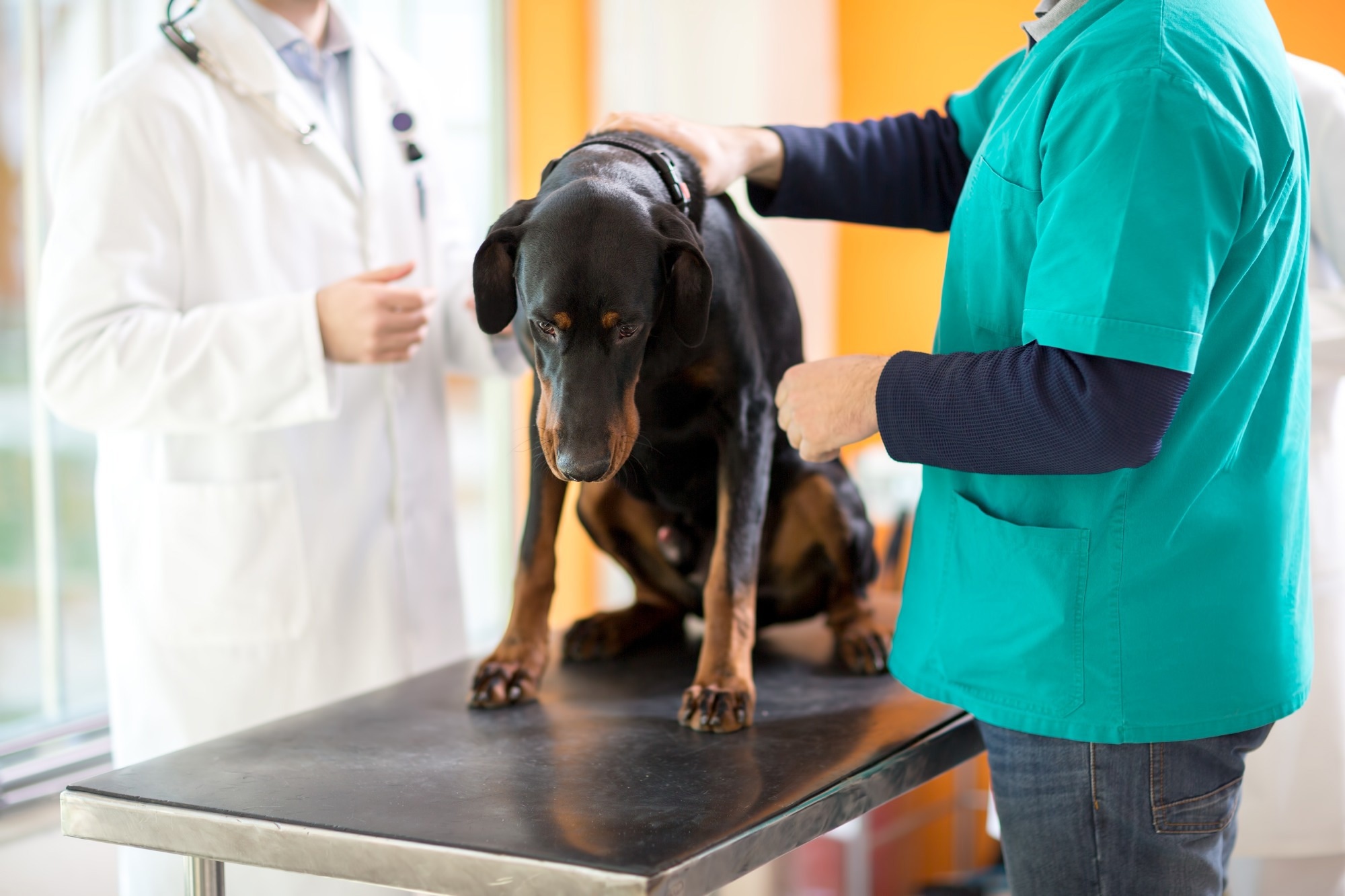 AI-Powered Study Spots Cancer Risks in Dogs