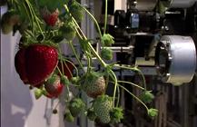 Japanese Researchers Develop Strawberry-Picking Robot