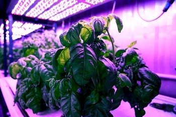 Cyber Agriculture: Machine Learning Can Reveal Optimal Growing Conditions to Maximize Taste