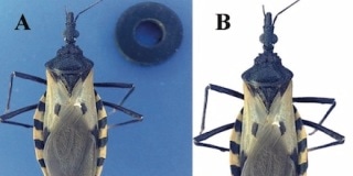 Machine Learning Helps Identify Insects that Spread Chagas Disease