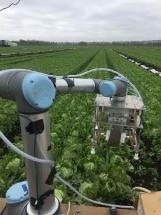 Vegebot Harvests Lettuce Using Machine Learning