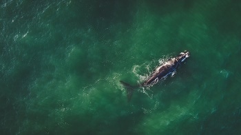 Drones Used to Weigh Whales from 130 Feet in the Air