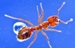 Research on Fire Ants May Help Develop Thinking Robots