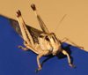 Insect Wings Inspire Tiny Aerial Vehicles for Covert Operations