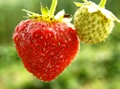 Scientists at NPL Create Imaging Robot to Identify Ripe Strawberries