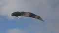 Argus One UAV with Pod Bay and Propulsion System Completes Flight Tests