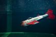 MSU’s Robotic Fish Swims and Glides Long Distances