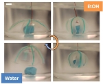 Water-Based Gels Hold Promise for Soft Robotics