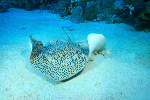 Researchers Study Stingray Movements for Building More Agile, Maneuverable Unmanned Underwater Vehicles