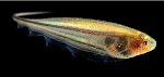Glass Knifefish Achieve Better Locomotor Performance than Current Robotic Systems