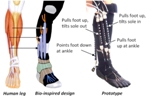 Soft, Wearable Robotic Device Mimics Muscles, Tendons and Ligaments of Lower Leg