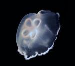 New Propulsive Mechanism Discovered in Jellyfish