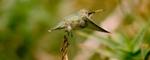 Hummingbird Wings More Efficient Than Micro-Helicopter Blades