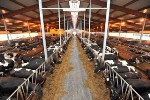 Milking Robots Viable for Large Dairy Farms