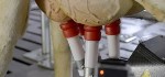 Lely Astronaut Milking Robot Monitors Udder Health Continuously