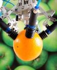 Innovative Robot Can Pick and Sort Fruit