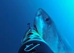REMUS SharkCam AUV Helps Better Understand Fine-Scale Behavior of Marine Animals