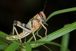 Engineers Use Locust's Sense of Smell to Create New Biorobotic Sensing Systems