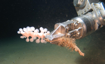 Optimizing Underwater ROVs to Collect More Scientific Data