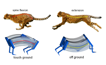 Cheetah-Inspired Soft Robot Moves Quickly on Solid Surfaces or in Water