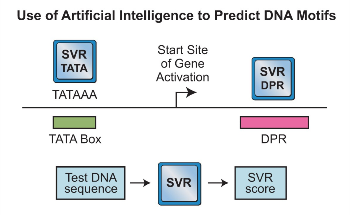 Researchers Use Artificial Intelligence to Identify DNA Activation Code