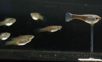 Robotic Fish Helps Expose Collective Patterns of Animal Groups