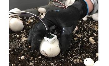 New Robotic Mechanism Developed for Picking and Trimming Button Mushrooms