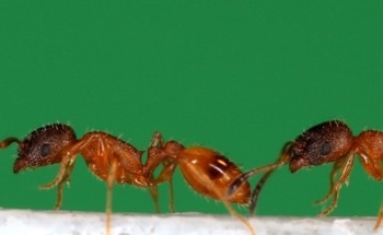 Robot Assists in Demonstrating How Ants Transmit Information