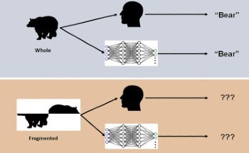 AI Not as Efficient as Human Configural Shape Perception