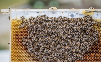 Temperature-Modulating Robotic System to Integrate into Bee Hives