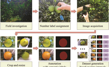 Revolutionizing Citrus Harvest Management with Machine Learning